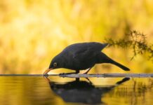 Kindness to Animals in Islam